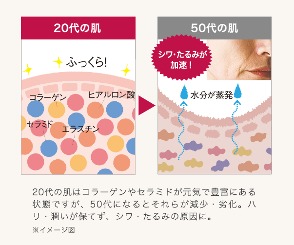 20代の肌はコラーゲンやセラミドが元気で豊富にある状態ですが、50代になるとそれらが減少・劣化。ハリ・潤いが保てず、シワ・たるみの原因に。※イメージ図
